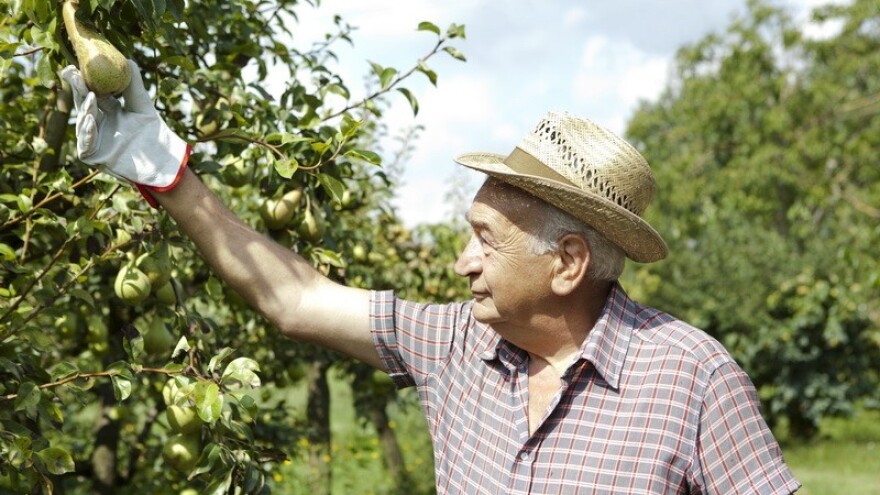 Strategija borbe protiv kruškine buhe