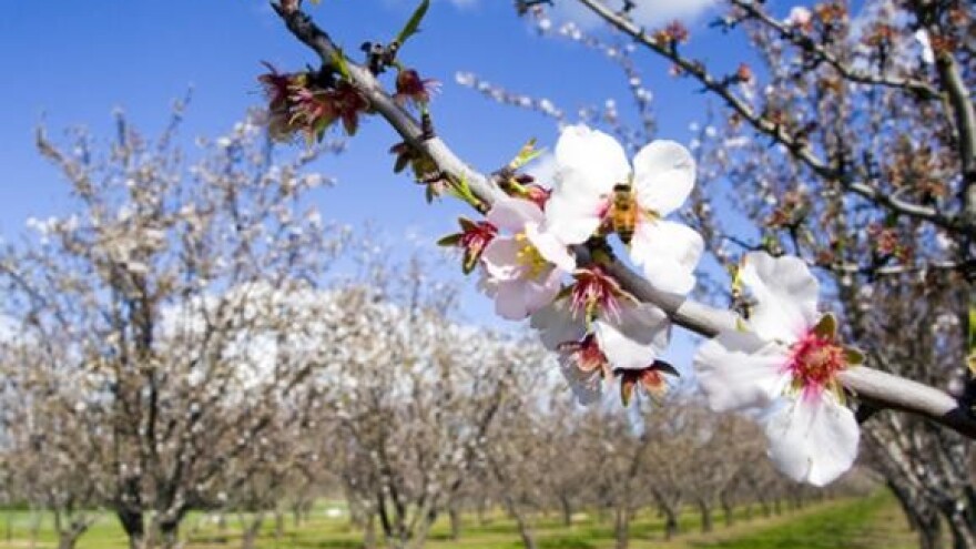 Sprječavanje širenja i suzbijanje bakterijske paleži