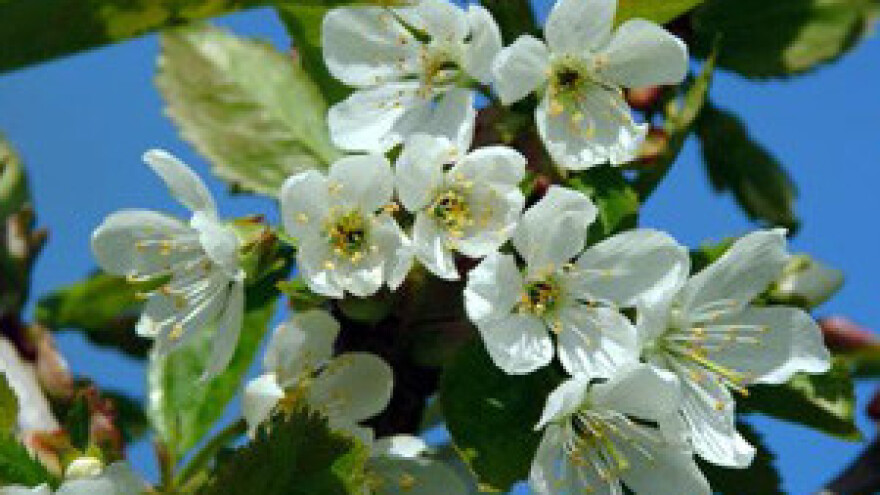 Zelena rezidba voćaka