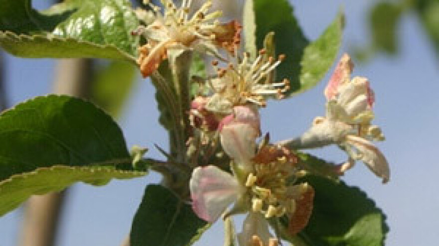 Zbrajanje šteta od mraza