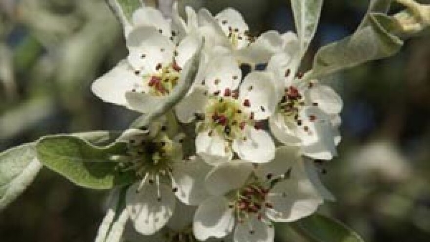 Voćari i povrćari u nezavidnoj situaciji