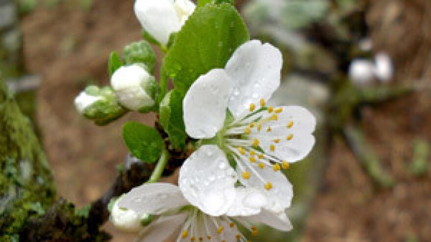 Voćari traže pomoć države
