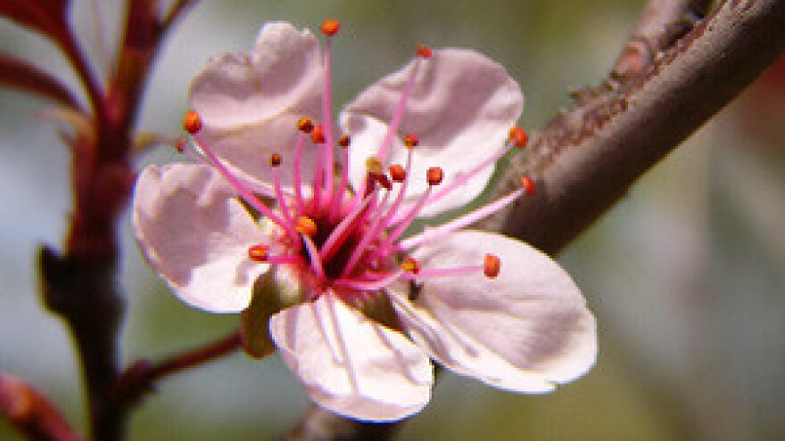 Voćari mole pomoć - štete 950 milijuna kn