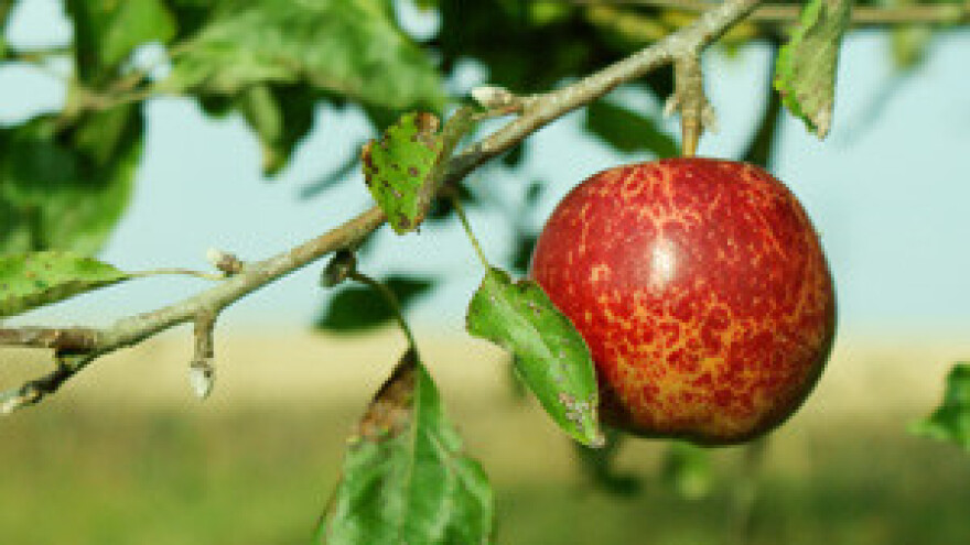 Mraz i tuča "pobrali" većinu uroda voćnih nasada