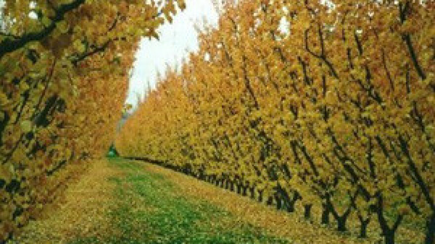 Defolijacijom protiv pucanja grana na voćkama