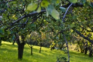 Kroz ranu na mjestu orezivanja rado ulaze i gljivice