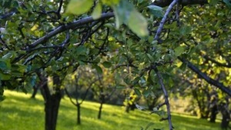 Kroz ranu na mjestu orezivanja rado ulaze i gljivice
