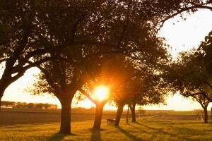 Zaštita voćaka od niskih temperatura