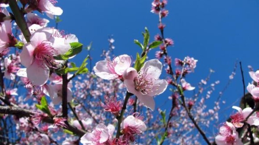 Što s ambalažom od utrošenih sredstava za zaštitu bilja?