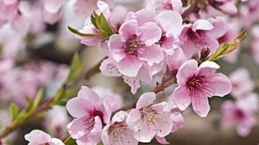 Opasnost i štete od kasnih proljetnih mrazova