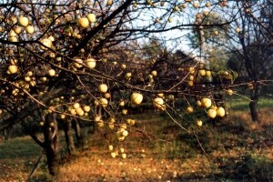 Jesensko prskanje voćaka