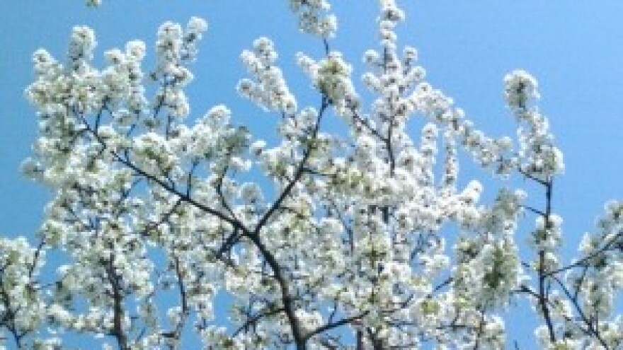 Štetnici u voćnjaku