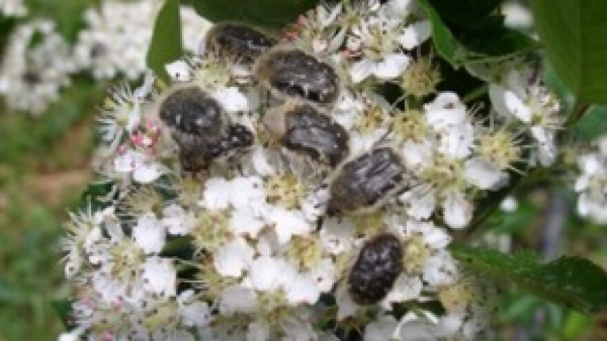 Praćenje i suzbijanje dlakavog ružičara