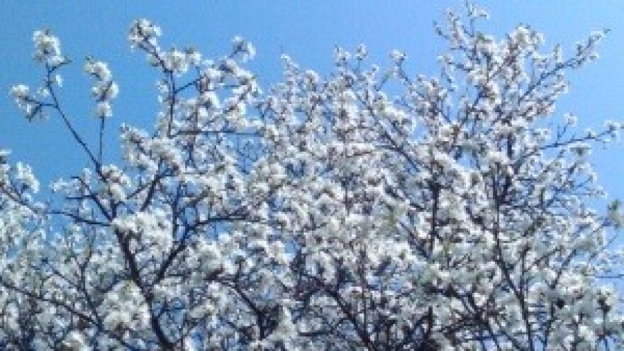 Prorjeđivanje plodova