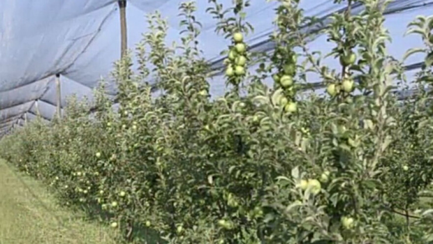 Savremen voćnjak u Tovariševu