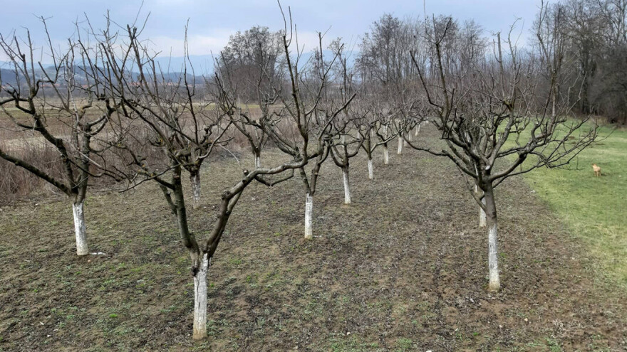 Zaštita voćaka od kasnih prolećnih mrazeva