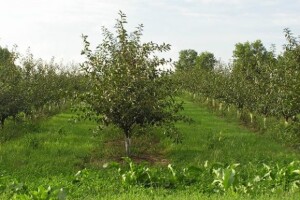 Smjernice razvoja voćarstva