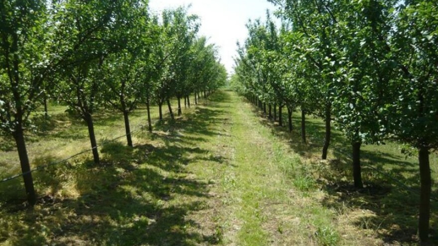 Za podizanje nasada voća 383 tisuće kuna iz IPARD-a