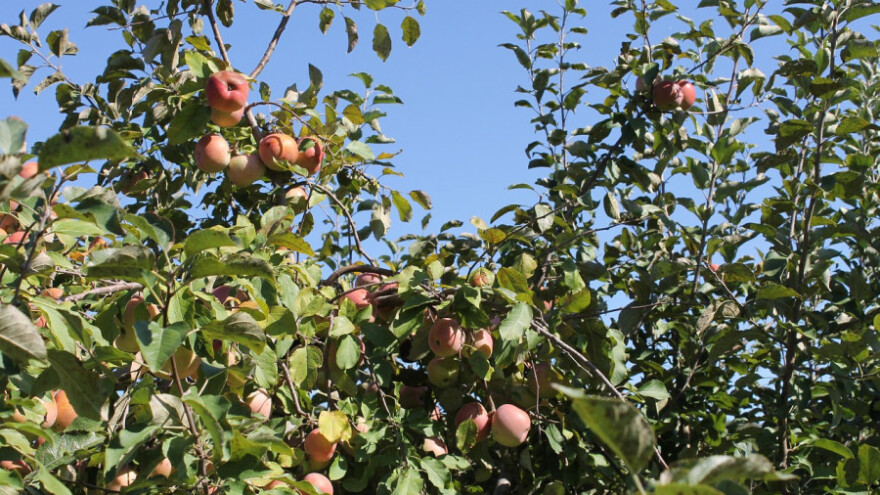 Prodaje se najveći voćnjak u BiH
