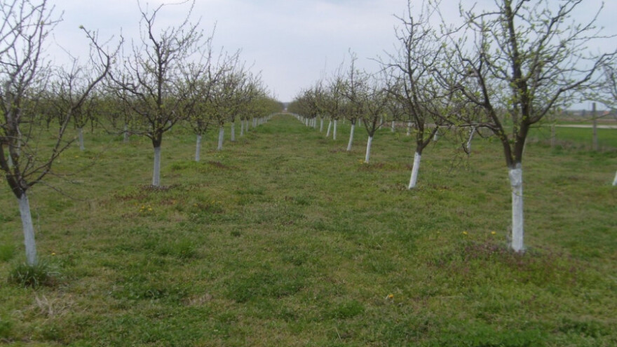 Kako biljke usvajaju minerale?