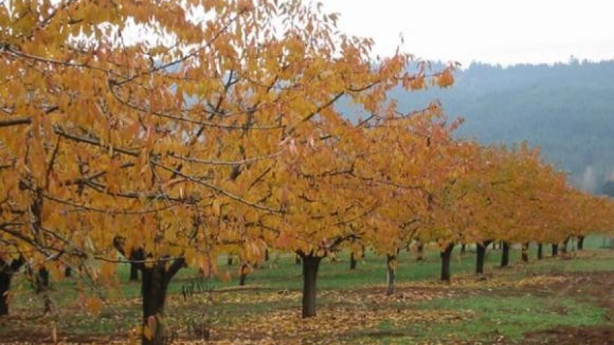 Voćari nemaju kamo s voćem