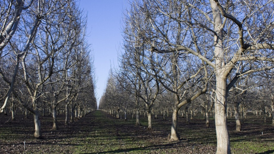Podsecanje korena voćaka za regulisanje rodnosti