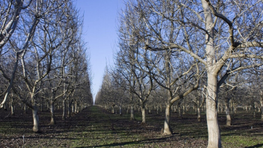 Podrezivanje korijena voćaka za reguliranje rodnosti