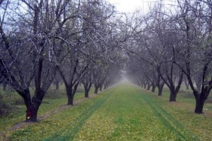 Zimsko prskanje voćaka i vinove loze