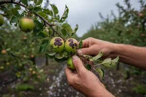 Voćnjake nakon tuče tretirajte u roku 24 sata