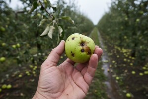 Voćnjake nakon tuče tretirajte u roku 24 sati
