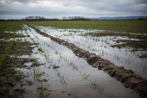 Voda na poljima prijeti ozimim kulturama