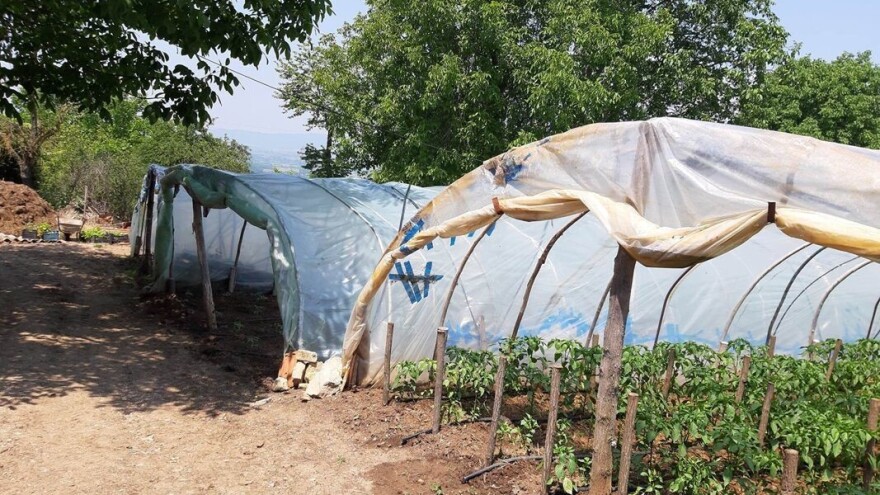 U selu Svirce ima 700 plastenika, ali proizvođači žive bez asfalta i gradske vode