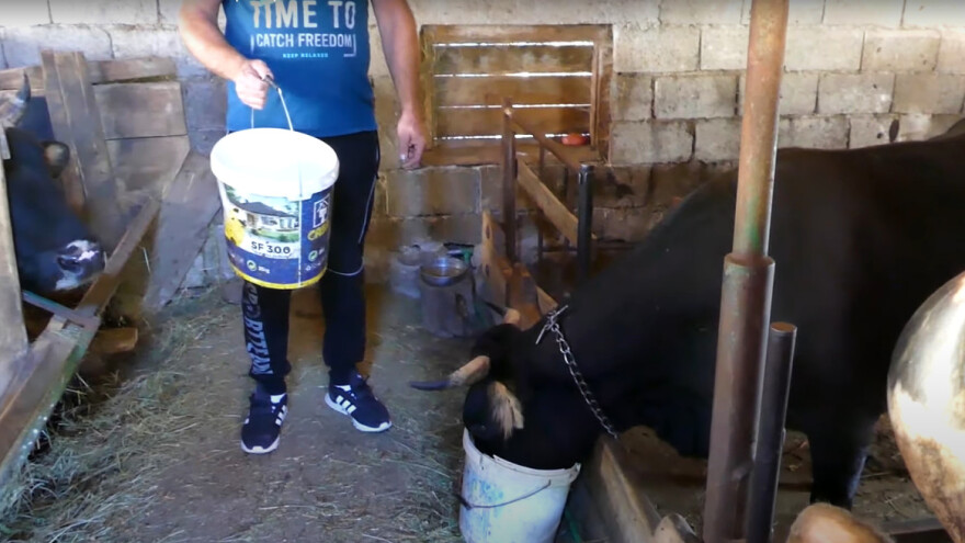 Nema vode za bikove: Ako se ovako nastavi, Mujo Forić će ih morati pustiti napolje