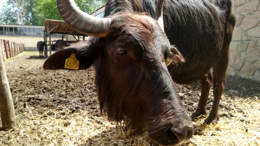 Borislav Vuletin: Vodeni bivo daje kvalitetno meso i masno mleko