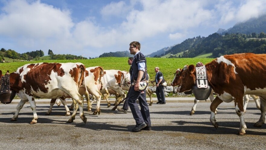 Vodenjacima cilj uzgojiti prvu kravu u svemiru!