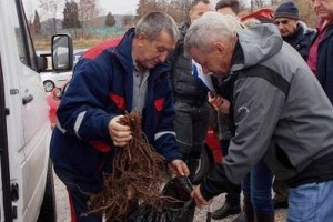 8.400 sadnica malina za šest poljoprivrednika