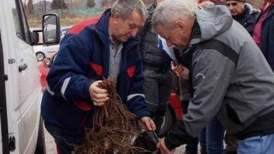 8.400 sadnica malina za šest poljoprivrednika