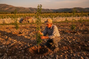 Vojni prostor pretvorili u ranč s 800 trešanja!