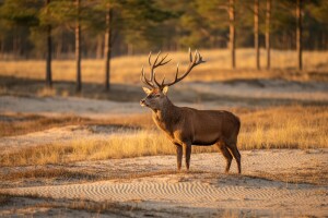 Vojvodinašume na izložbi Expo u Milanu!
