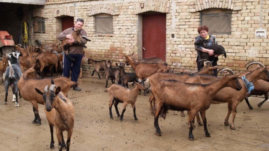 Posavski pioniri u proizvodnji kulena od jaretine!