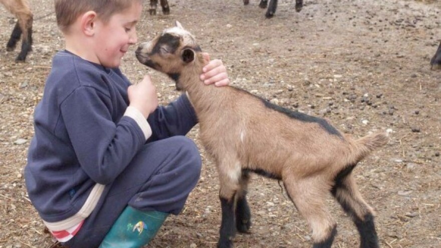 Što je važno znati o bremenitosti i jarenju koza?