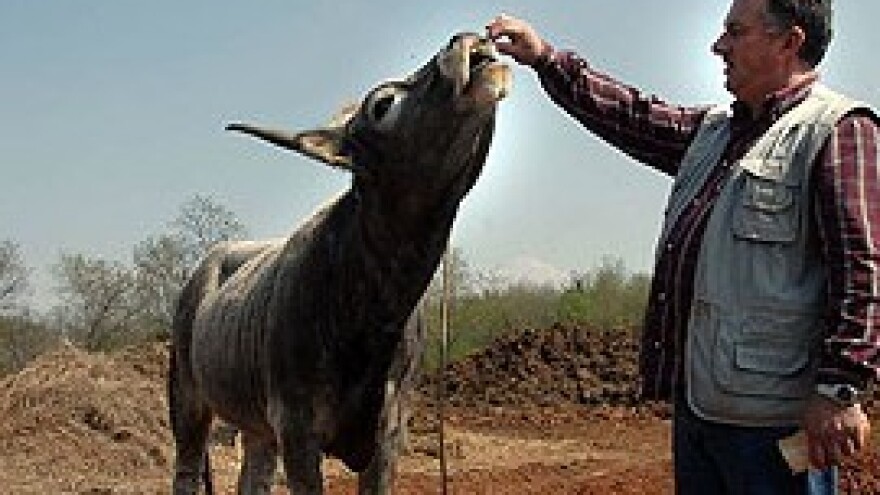 Istarsko govedo spašeno od izumiranja