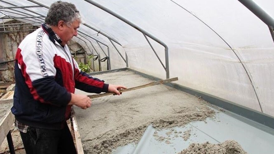 Ljuti pioniri u proizvodnji sadnica chilija!