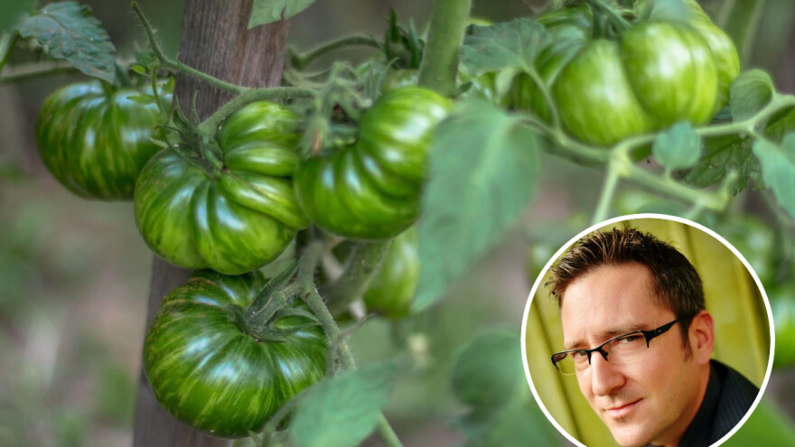Šaptač paradajzu: Dražen Karačić isprobao 350, a čuva sjeme 80-ak sorti!