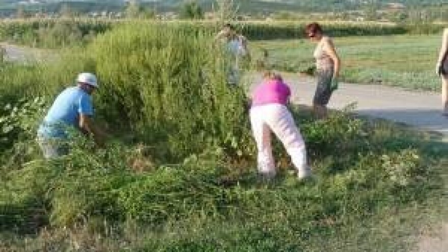 Akcija uklanjanja ambrozije