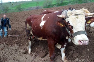 Gde se još uvek ore ralom i volovima i zašto?