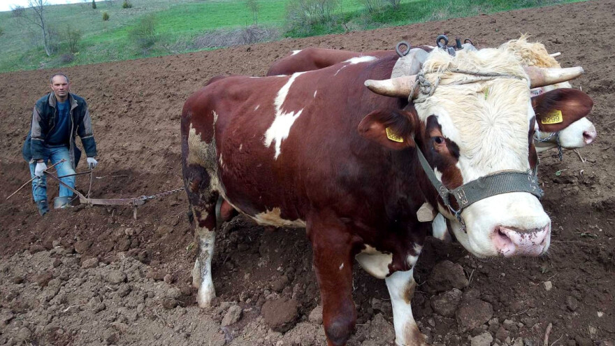 Gde se još uvek ore ralom i volovima i zašto?