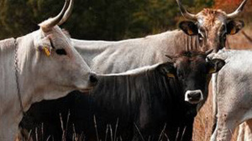 Održana smotra istarskih volova