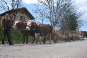 Ljuti volovi - noćna mora za turiste!