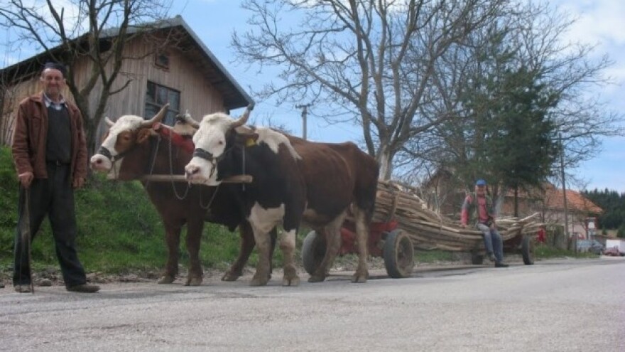 Ljuti volovi - noćna mora za turiste!